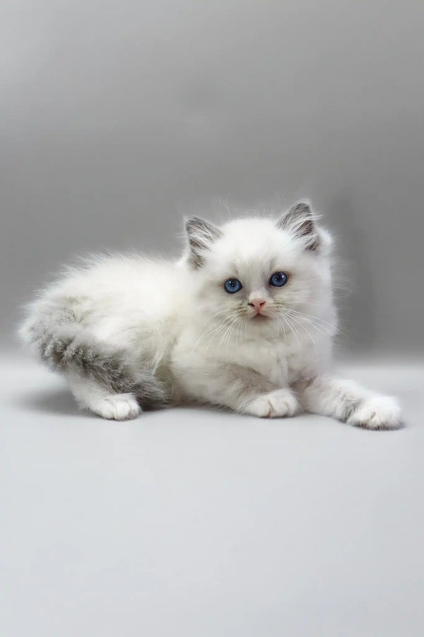 Harley | ragdoll kitten