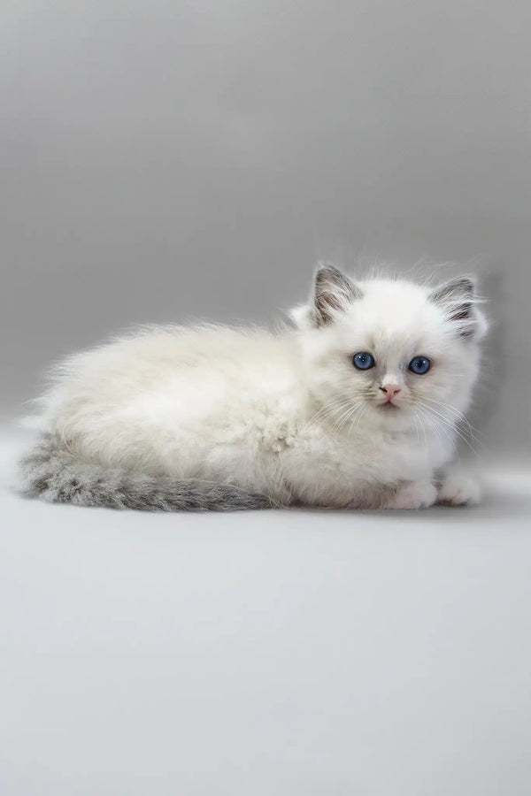 Harley | ragdoll kitten