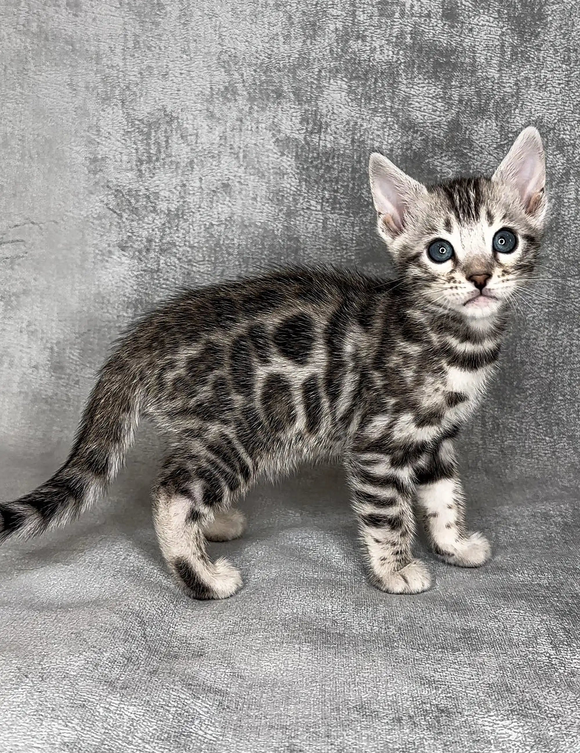Bengal Kittens For Sale Harlye | Kitten