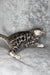 Bengal kitten stretching on a gray surface showing off its spotted coat