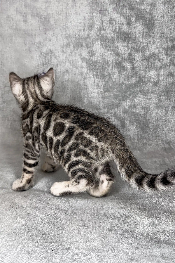 Silver tabby cat with marble-like markings from Harlye Bengal Kitten collection