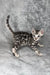 Silver Bengal kitten showcasing spotted coat and alert posture in Harlye product