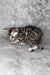 Adorable Silver Tabby kitten with spotted markings, perfect Bengal kitten for your home