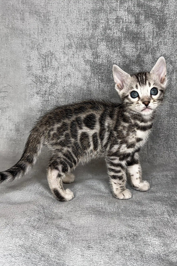 Adorable Bengal kitten with a spotted coat and alert expression for Harlye