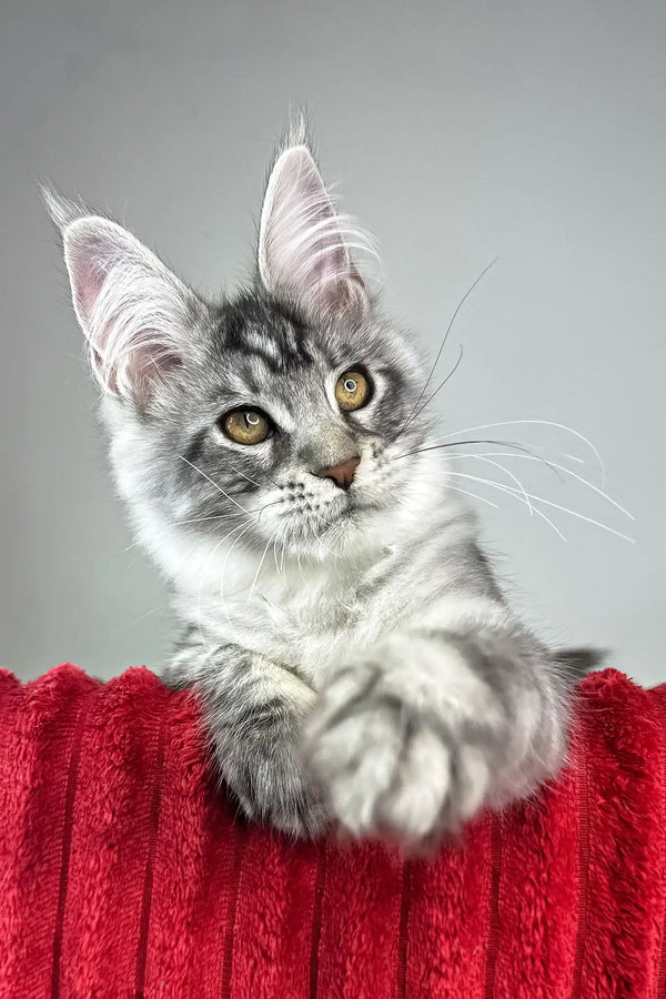 Harmony | maine coon kitten
