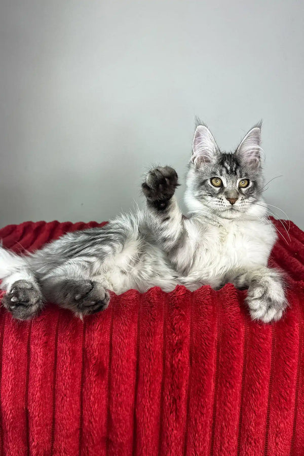 Harmony | maine coon kitten