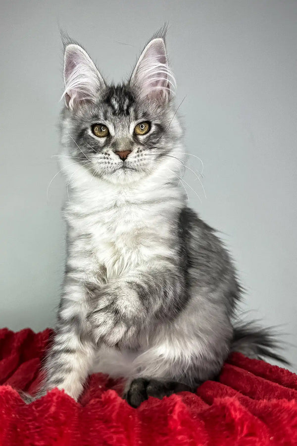 Harmony | maine coon kitten