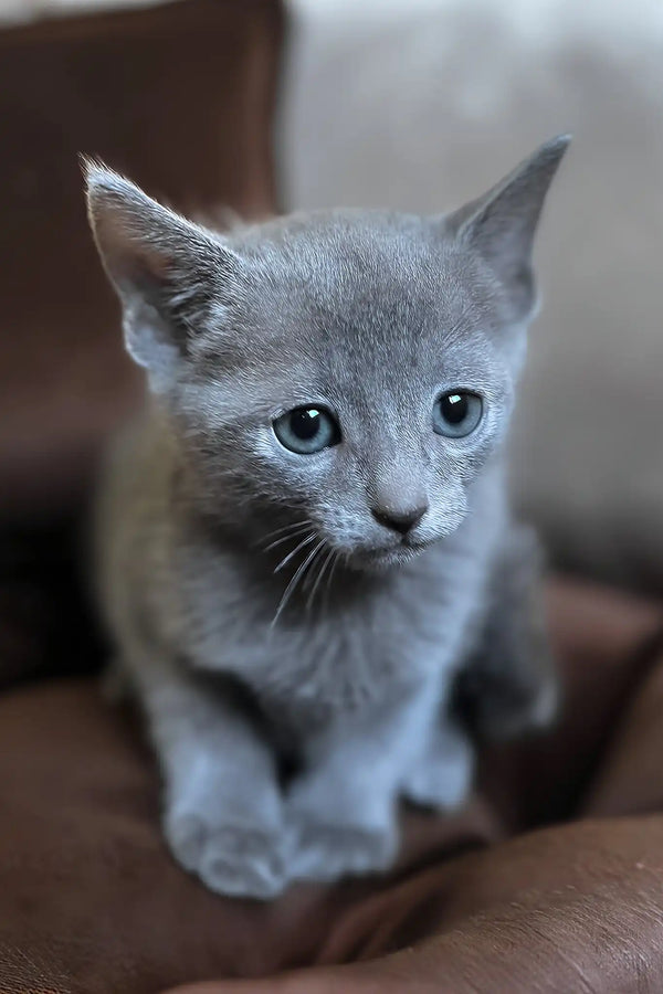 Harold | russian blue kitten