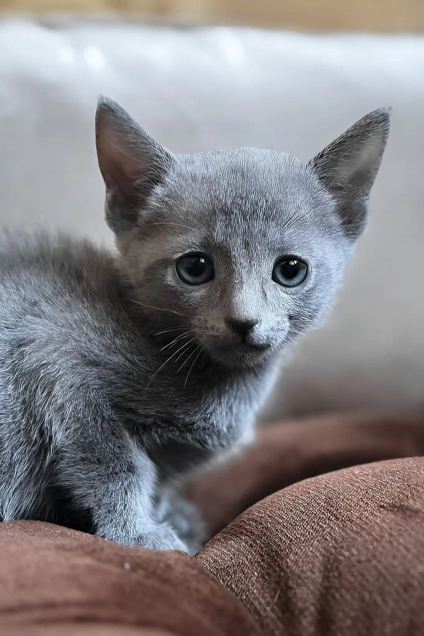 Harold | russian blue kitten