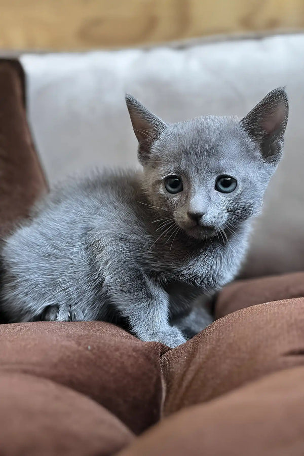 Harold | russian blue kitten