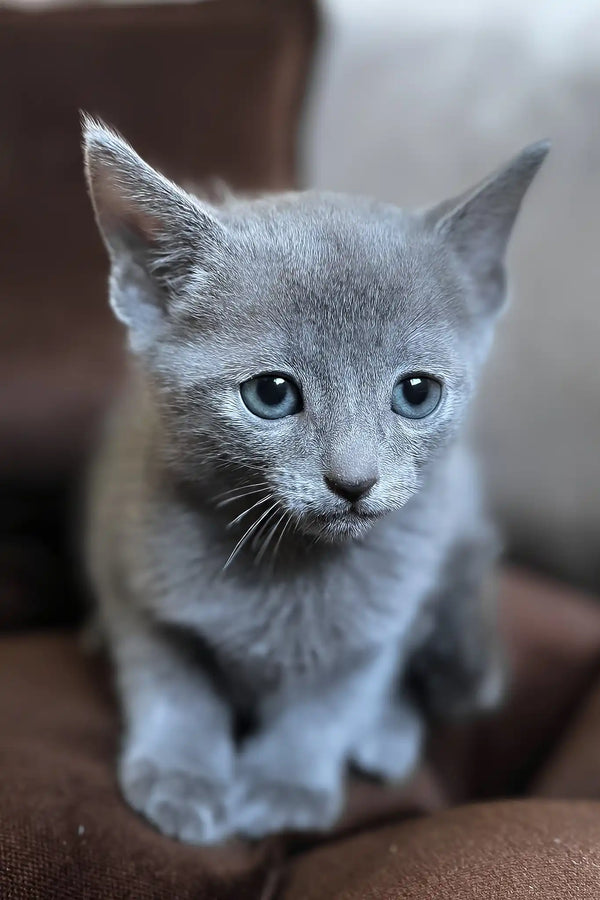Harold | russian blue kitten
