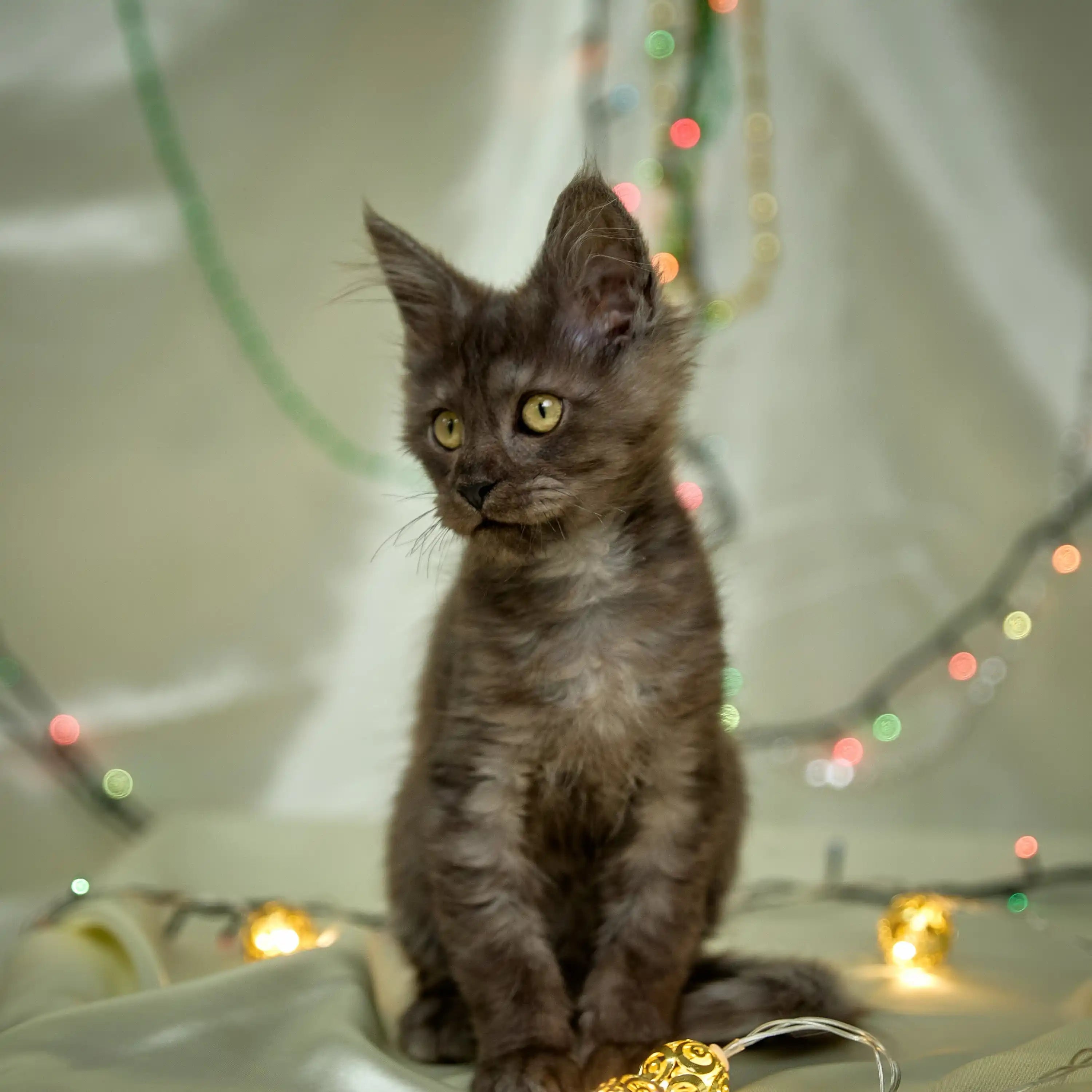 Maine Coon Kittens for Sale Harry | Kitten
