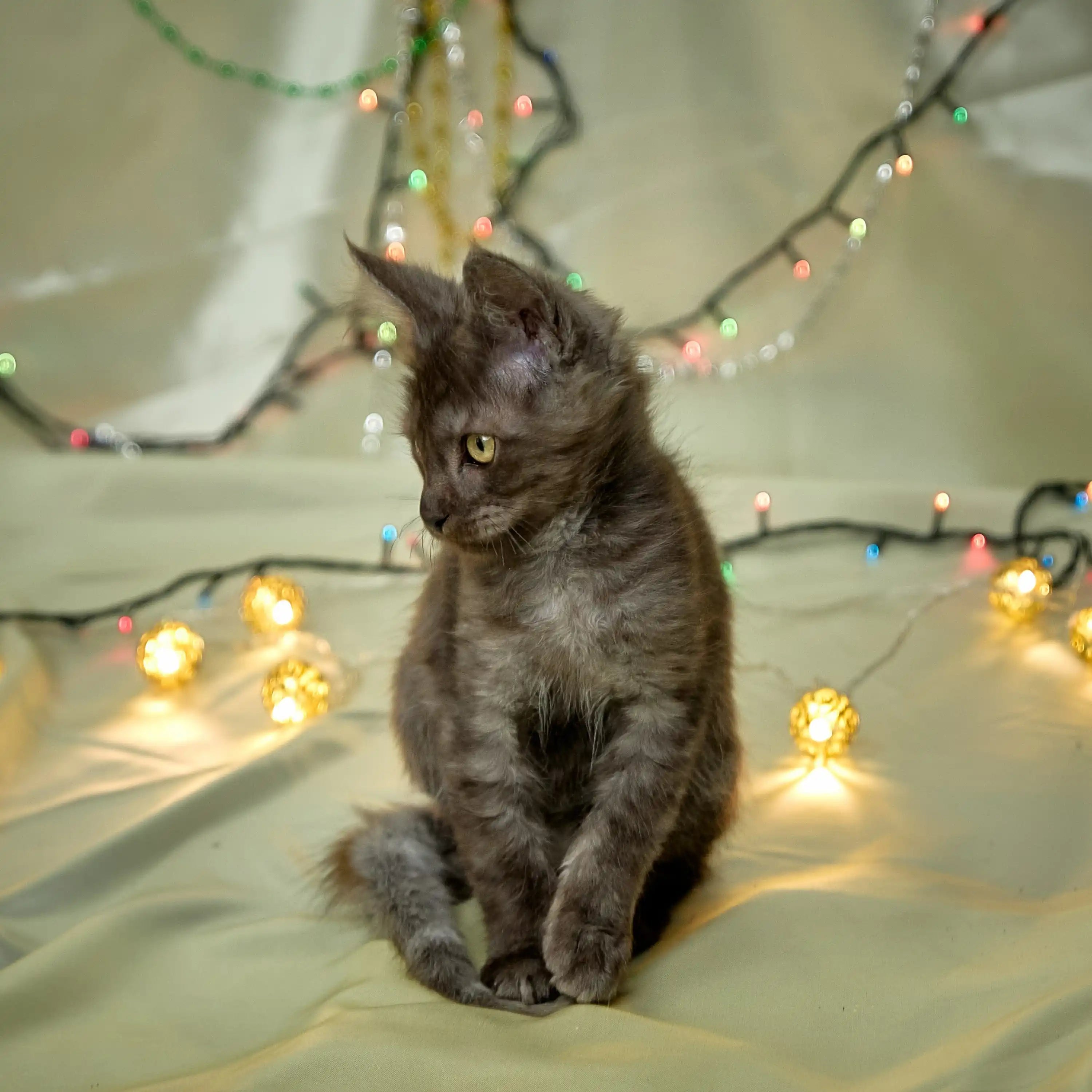 Maine Coon Kittens for Sale Harry | Kitten