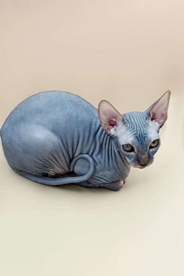 Hairless Sphynx cat with blue-gray skin curled up, perfect for a blue tabby Canadian lover