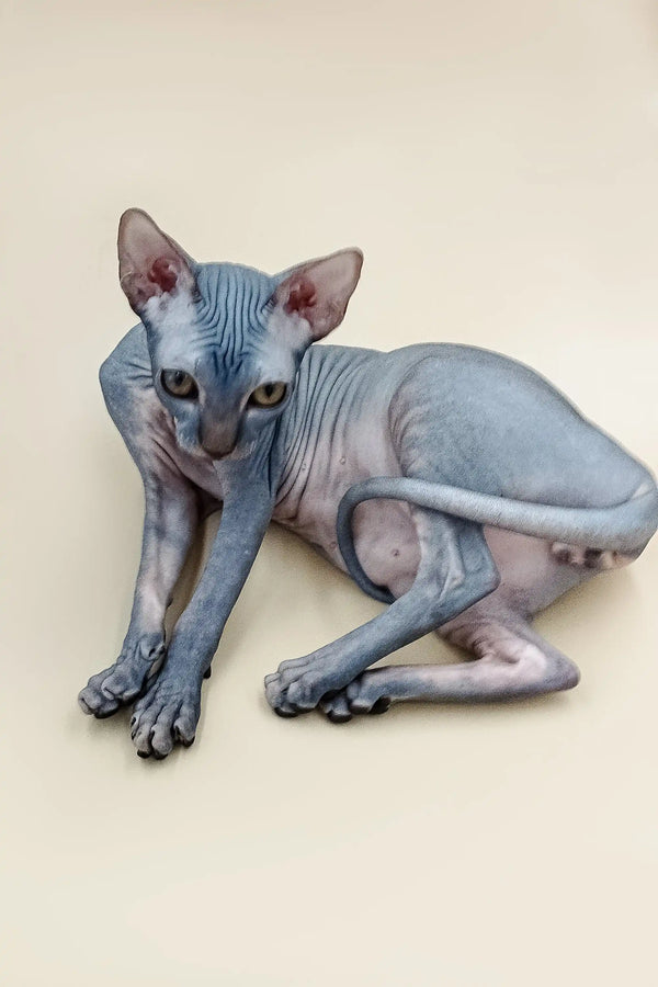 Hairless Sphynx cat with wrinkled skin and large ears, perfect for a Blue Tabby lover