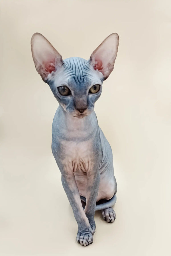 Hairless Sphynx cat with large ears and wrinkled skin, perfect blue tabby Canadian companion