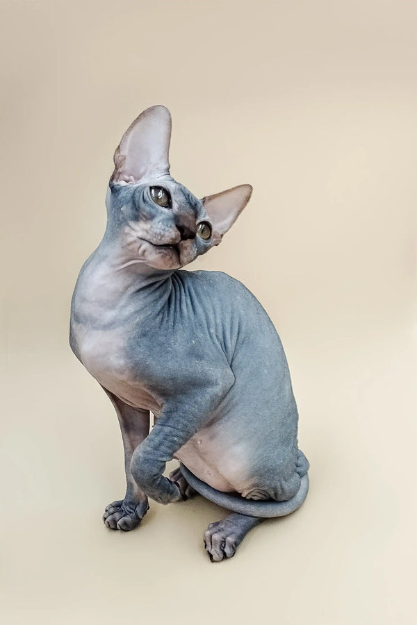 Hairless Sphynx cat with blue-gray skin and big ears, perfect for the Harry | Sphynx Kitteni