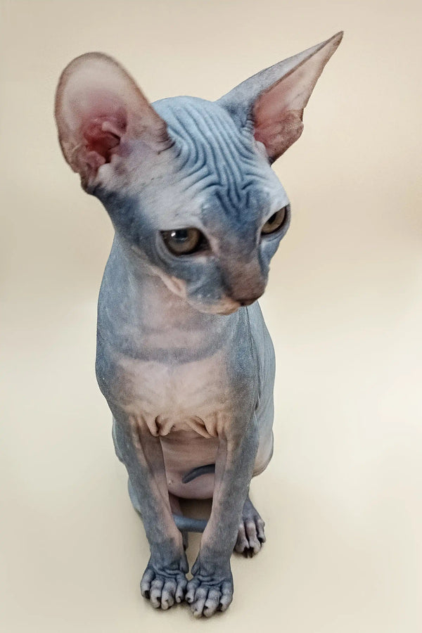 Adorable Hairless Sphynx cat with wrinkled skin, perfect for a Blue Tabby Canadian lover