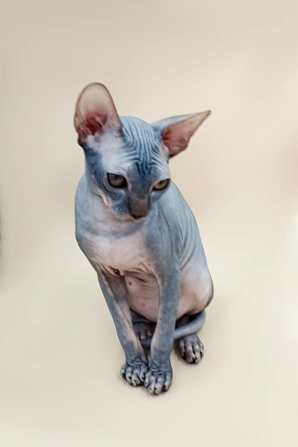 Hairless Sphynx cat Harry, a blue tabby Canadian with big ears and wrinkled skin
