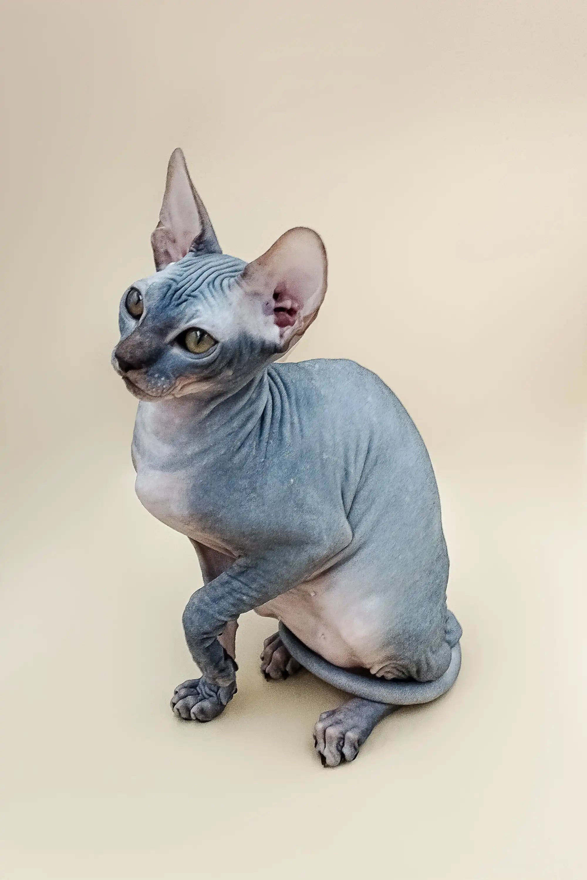 Hairless Sphynx Cats & Kittens for Sale Harry | Kitteni