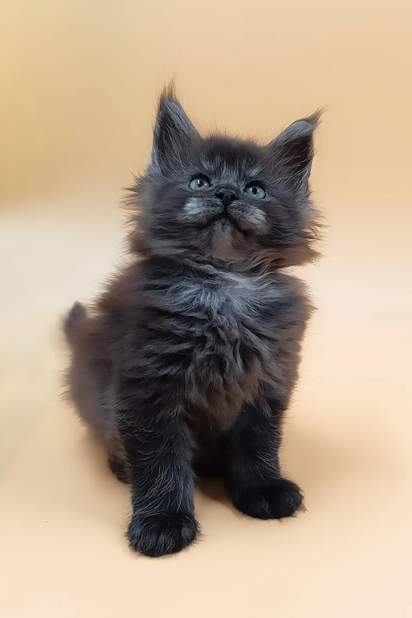 Harvest | maine coon kitten