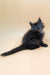 Harvest | maine coon kitten
