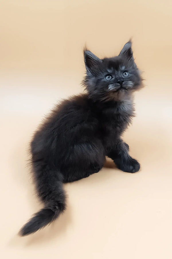 Harvest | maine coon kitten