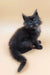 Harvest | maine coon kitten