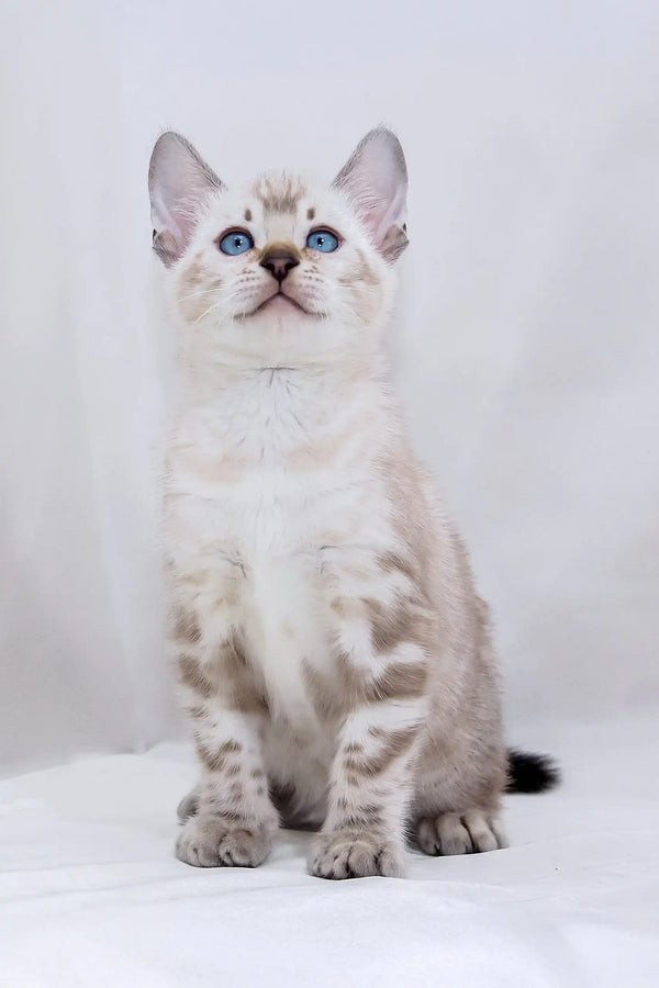 Blue-eyed Snow Bengal kitten named Harvey looking cute and playful