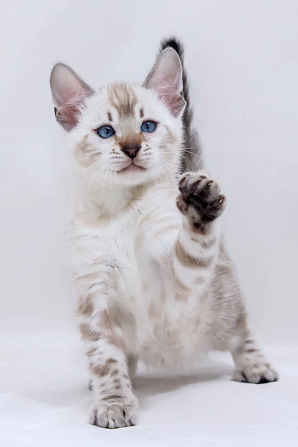 Playful Snow Bengal Kitten ready to steal your heart in the Harvey product line