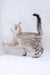 Cute Silver Tabby Kitten with curled markings in the Harvey Bengal Kitten product