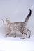 Spotted gray and white cat from the Harvey Bengal Kitten collection