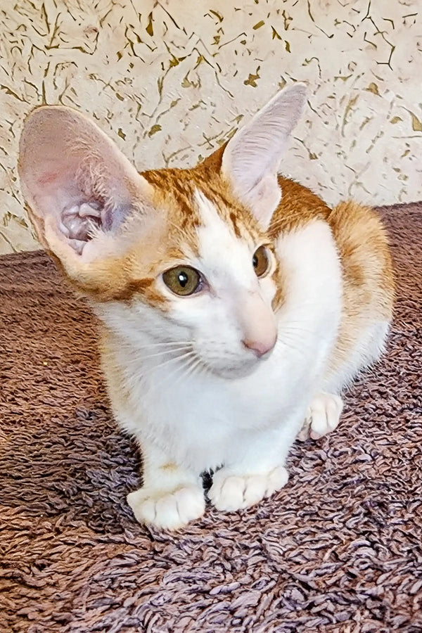 Calico oriental kitten with big ears and bright eyes sitting on soft carpet