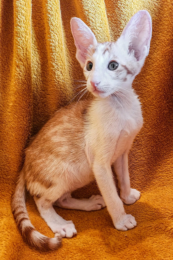 Siamese Oriental Kitten with big ears and blue eyes on a golden backdrop