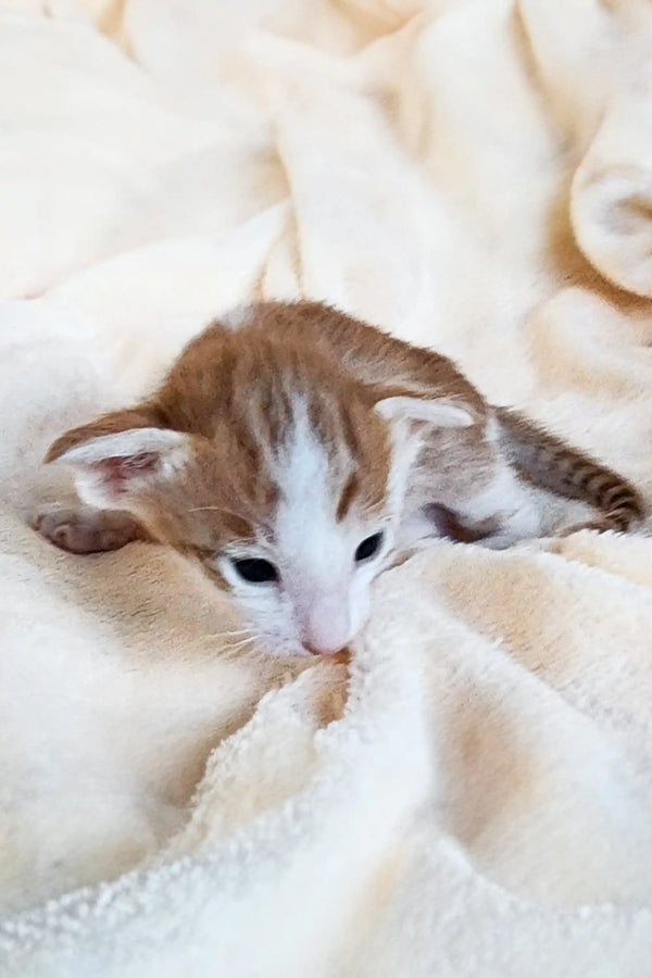 Adorable Oriental Kitten named Harvey snuggled in soft, cozy fabric