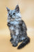 Hassana | maine coon kitten