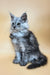 Hassana | maine coon kitten
