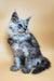 Hassana | maine coon kitten