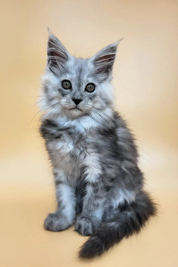 Hassana | maine coon kitten