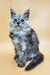 Hassana | maine coon kitten