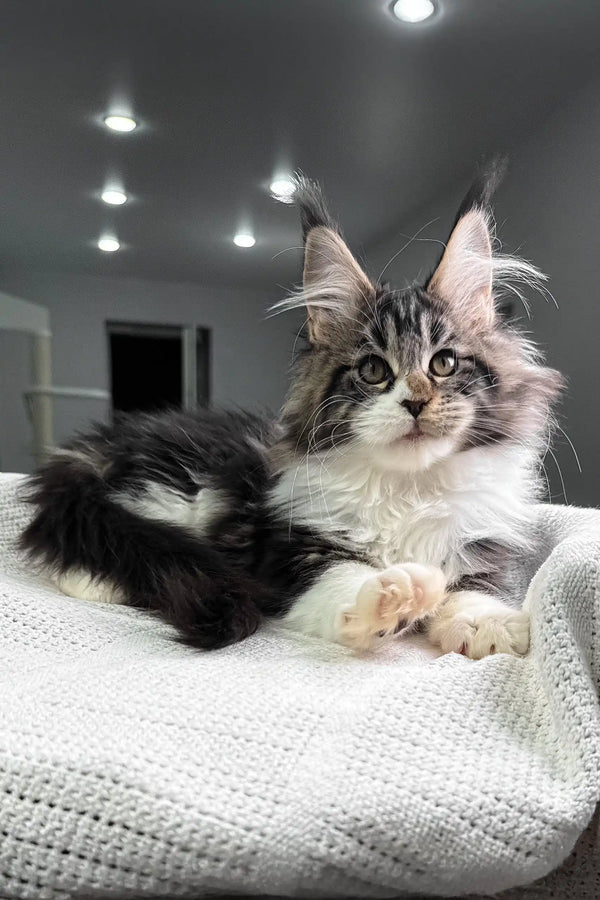 Hattie | maine coon kitten
