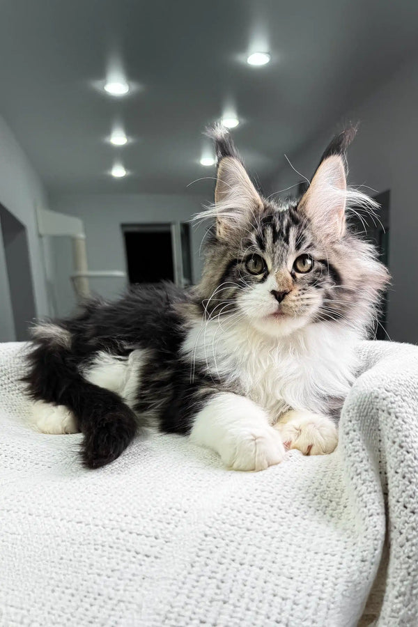Hattie | maine coon kitten