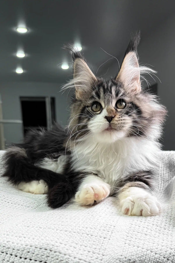Hattie | maine coon kitten