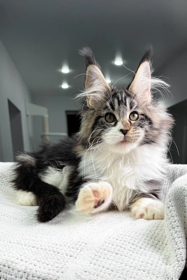 Hattie | maine coon kitten