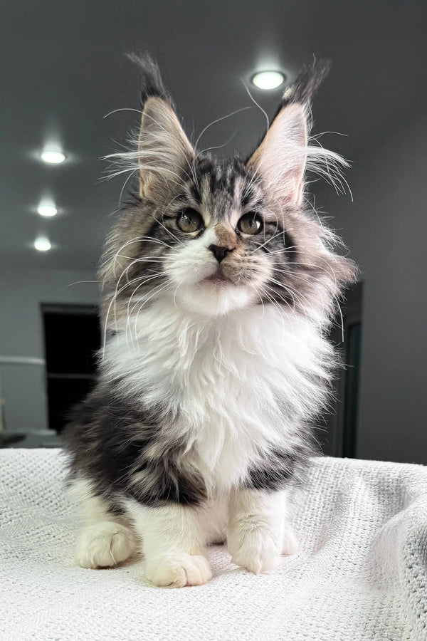 Hattie | maine coon kitten