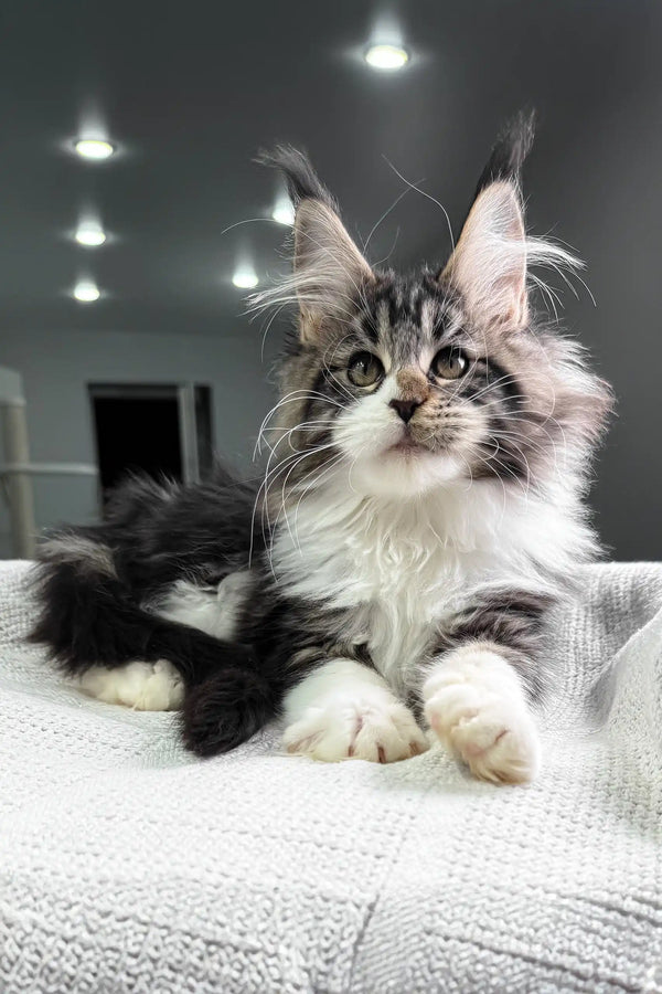 Hattie | maine coon kitten