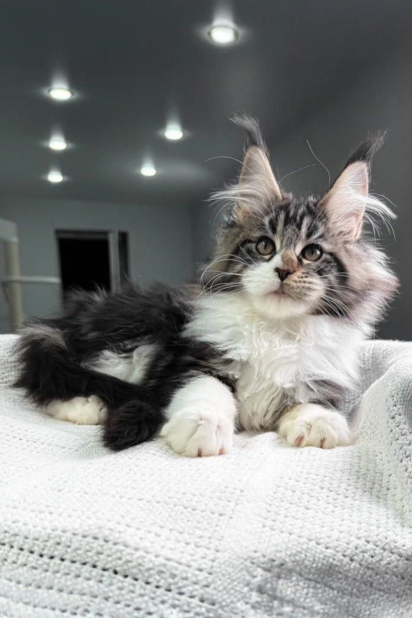 Hattie | maine coon kitten
