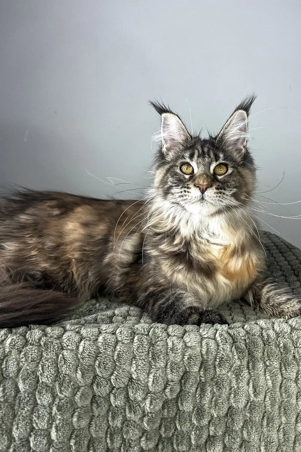 Havana | maine coon kitten