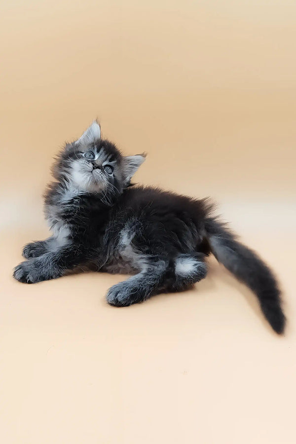 Havana | maine coon kitten