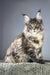 Havana | maine coon kitten
